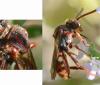 Nomada panzeri